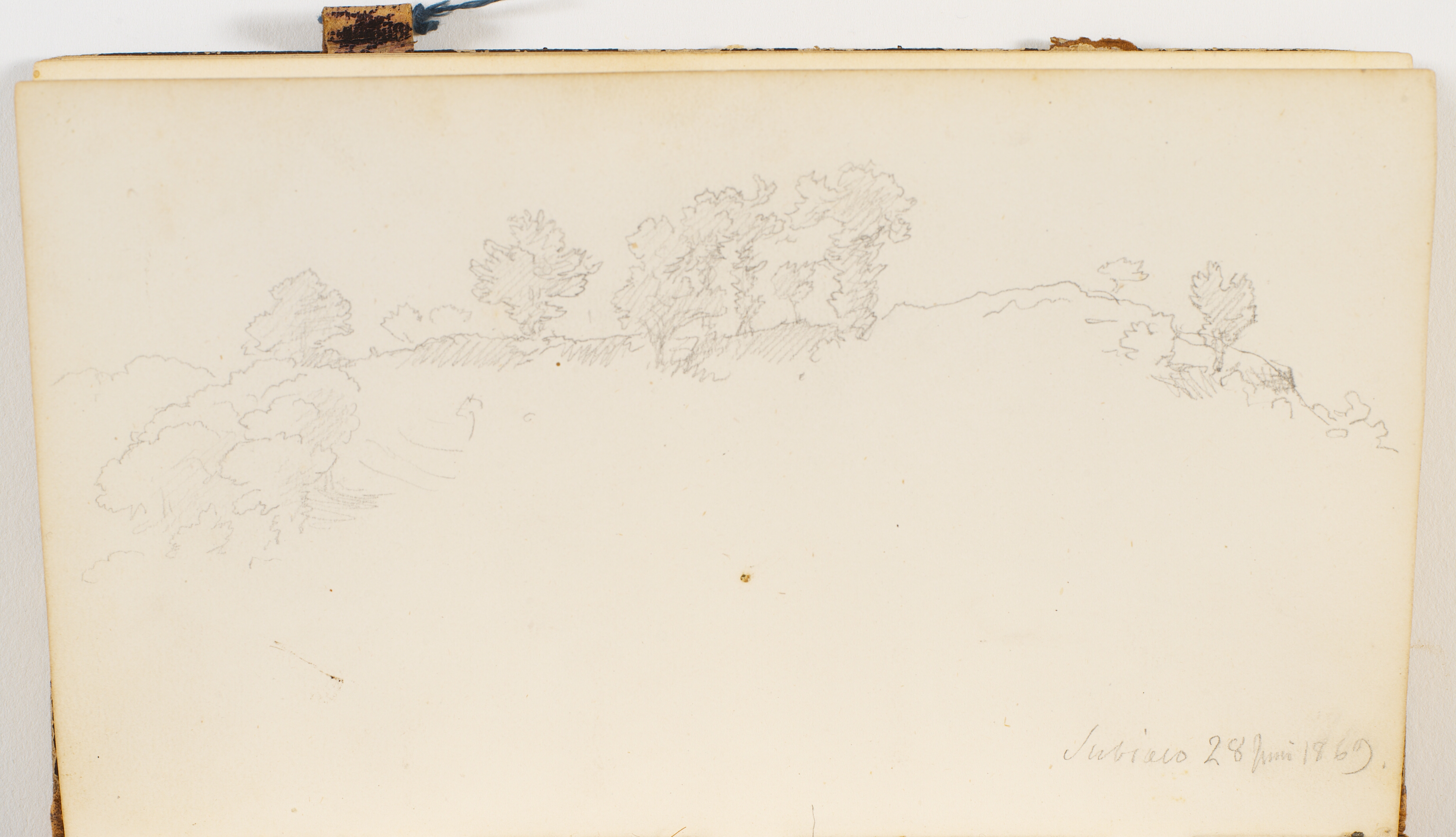 Små træer der vokser på klippegrund